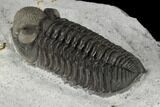 Adrisiops Weugi Trilobite - Recently Described Phacopid #115228-5
